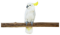 Cockatoo Bird Perched Tree Branch Sticker