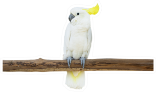Cockatoo Bird Perched Tree Branch Sticker