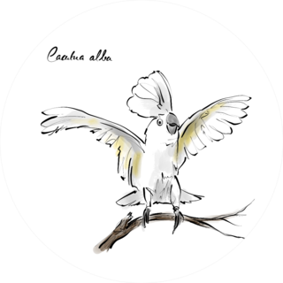 Cockatoo Hand Drawn Graphic Bird Cacatua Alba Sticker