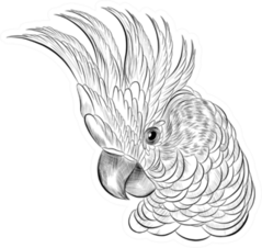 Cockatoo Parrot Head Coloring Sketch Sticker