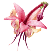 Cocoa Flower Ecuador Sticker