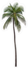 Coconut Palm Tree Sticker