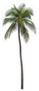 Coconut Palm Tree Sticker