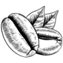 Coffee Beans Sketch Sticker