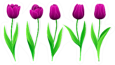 Collection Of Purple Tulips With Stem Sticker