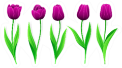 Collection Of Purple Tulips With Stem Sticker