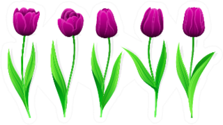 Collection Of Purple Tulips With Stem Sticker
