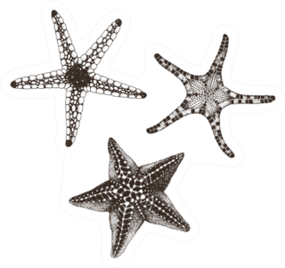 Collection Of Starfishes Hand Drawn Sticker