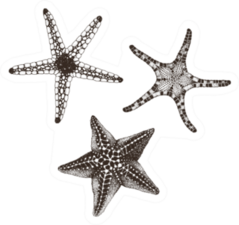 Collection Of Starfishes Hand Drawn Sticker