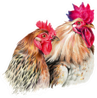 Color Drawing With Watercolor Pencils Hen And Cock Sticker