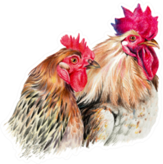Color Drawing With Watercolor Pencils Hen And Cock Sticker