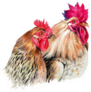 Color Drawing With Watercolor Pencils Hen And Cock Sticker