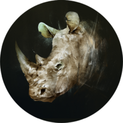 Colored Drawing Of The Muzzle Of The Rhino Sticker