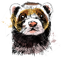 Colored Hand Sketch Head Of Ferret Sticker