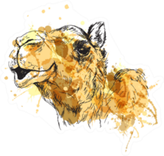 Colored Hand Sketch Of The Head Of A Camel Sticker