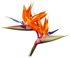 Colorful Bird Of Paradise Flower Blossom Sticker