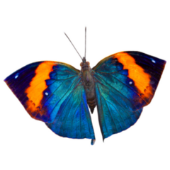 Colorful Blue and Orange Butterfly Sticker