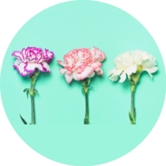 Colorful Carnation Flowers On Teal Sticker