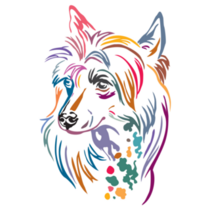 Colorful Chinese Crested Sticker