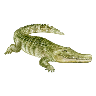 Colorful Crocodile With Teeth, Watercolor Sticker