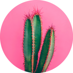 Colorful Funky Green Cactus On Pink In Mexico Sticker