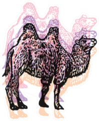 Colorful Illustration Of Bactrian Camel Sticker