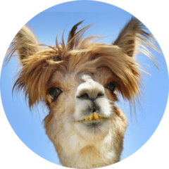 Colorful Photograph Of Funny Llama Sticker