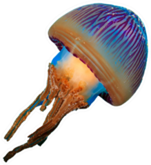 Colorful Real Jellyfish Isolated On White Sticker