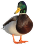 Colourful Mallard Duck Isolated On White Sticker