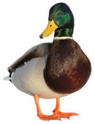 Colourful Mallard Duck Isolated On White Sticker