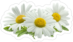 Common Daisies Flower Sticker