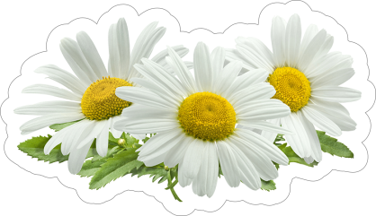 Common Daisies Flower Sticker