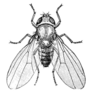 Common Fruit Fly Insect Sketch Sticker