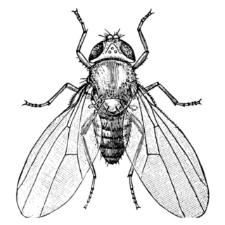Common Fruit Fly Insect Sketch Sticker