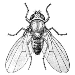 Common Fruit Fly Insect Sketch Sticker