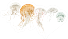 Common Jellyfish In pale Colors Sticker