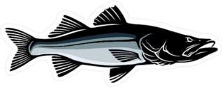 Common Snook Fish Sticker