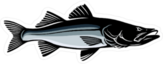 Common Snook Fish Sticker