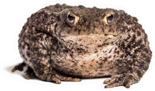 Common Toad In Front Of White Sticker