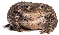 Common Toad In Front Of White Sticker