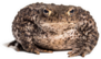 Common Toad In Front Of White Sticker