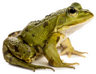 Common Water Frog In Front Of A White Sticker