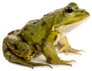 Common Water Frog In Front Of A White Sticker