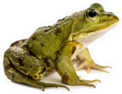 Common Water Frog In Front Of A White Sticker