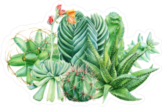 Composition Of Succulents Sticker
