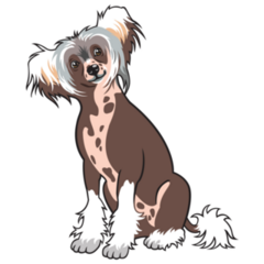 Confused Chinese Crested Sticker