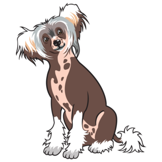 Confused Chinese Crested Sticker