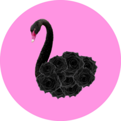 Contemporary Art Collage Black Swan On Pink Sticker