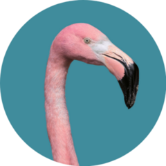 Contemporary Art Collage Flamingo On Aqua Sticker