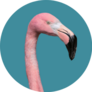 Contemporary Art Collage Flamingo On Aqua Sticker